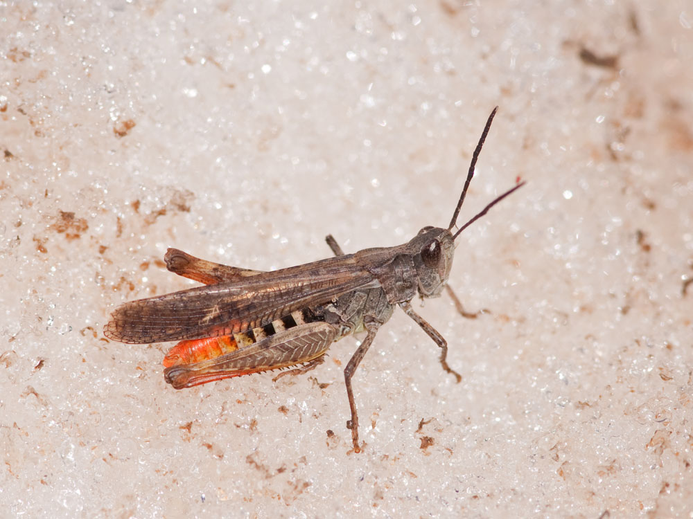 Orthoptera